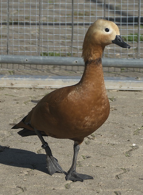 拉大
